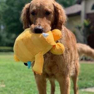 Meet your Posher, Joyce